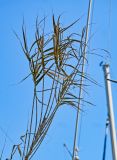 Arundo donax