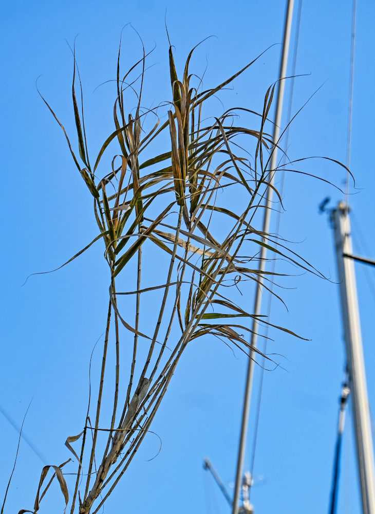Image of Arundo donax specimen.