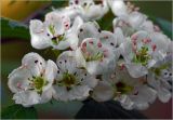 Crataegus submollis. Цветки. Московская обл., Раменский р-н, окр. дер. Хрипань, садовый участок. 21.05.2025.