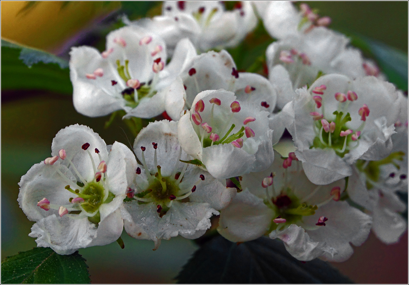 Изображение особи Crataegus submollis.