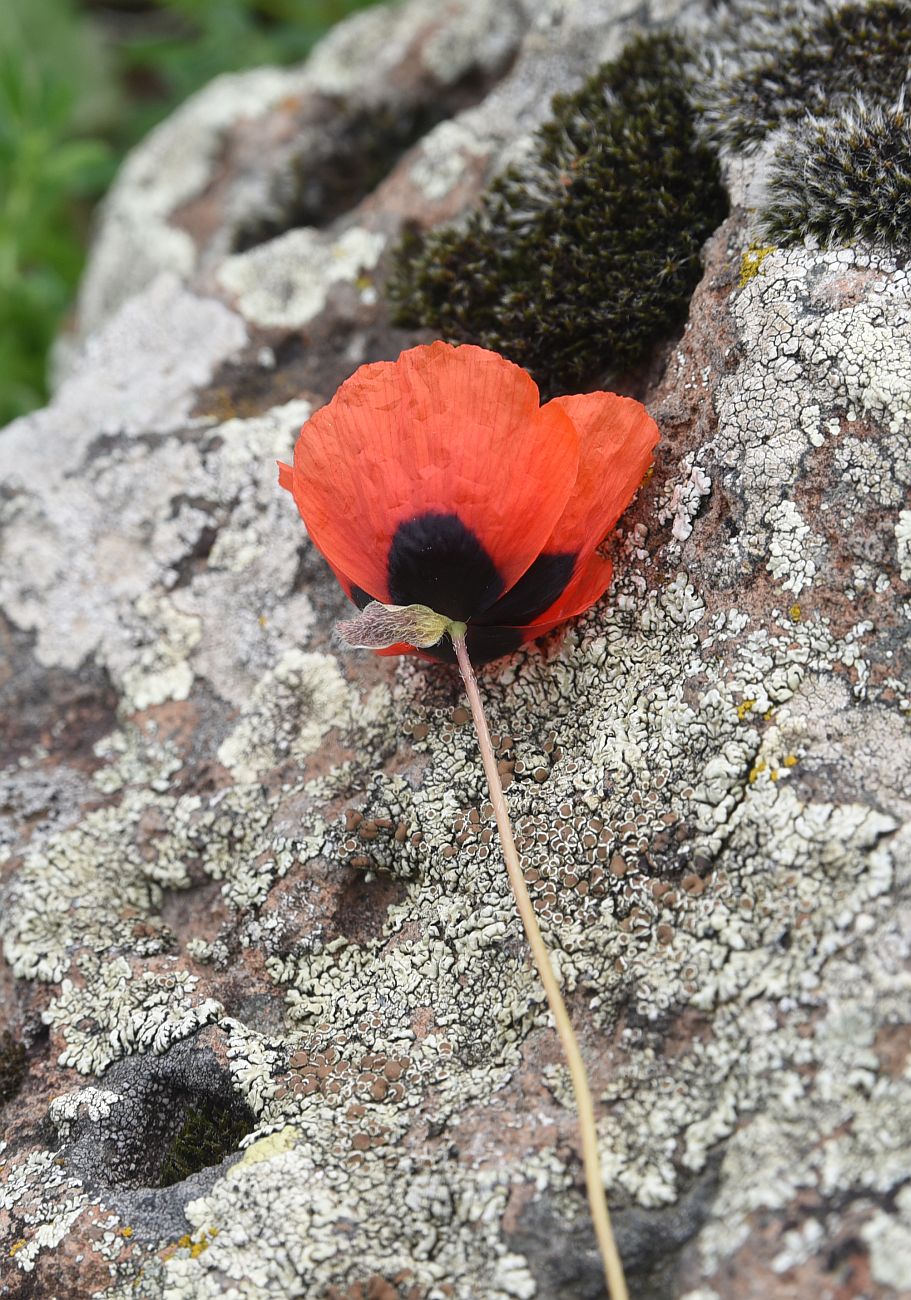 Image of genus Papaver specimen.