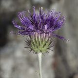 genus Jurinea. Соцветие. Крым, городской округ Ялта, окр. пгт Санаторное (Меллас), заброшенный парк, в кавернах бетона. 09.06.2025.