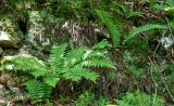 Dryopteris wallichiana. Вегетирующие растения. Китай, пров. Аньхой, национальный парк \"Хуаншань\", смешанный лес, поросший мхами каменистый склон. 30.05.2025.