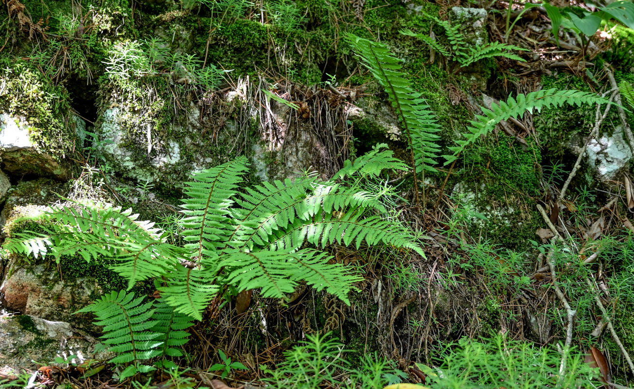 Image of Dryopteris wallichiana specimen.