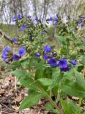 Pulmonaria mollis