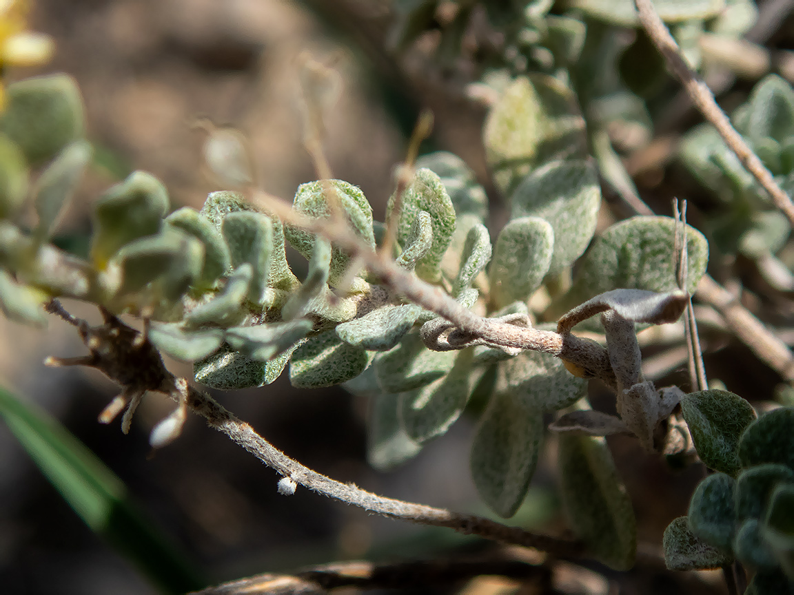 Image of genus Odontarrhena specimen.