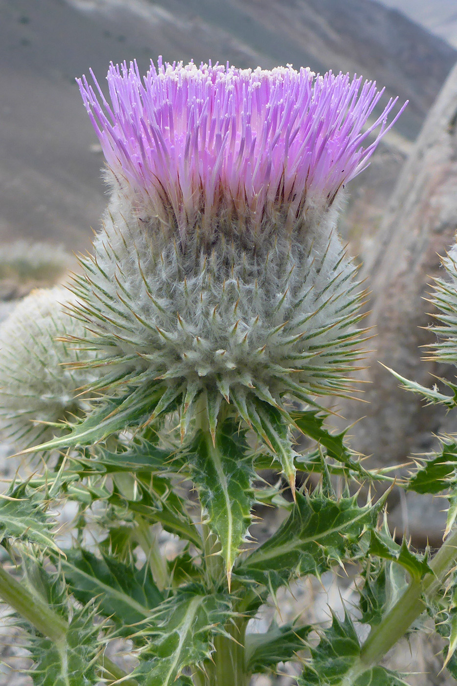Image of Olgaea nivea specimen.