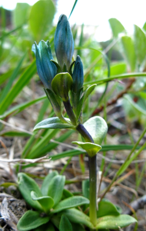 Изображение особи Gentiana glauca.