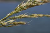genus Trisetum. Часть соплодия. Приморский край, Владивостокский ГО, о. Клыкова, терраса над каменистой береговой полосой. 07.07.2025.