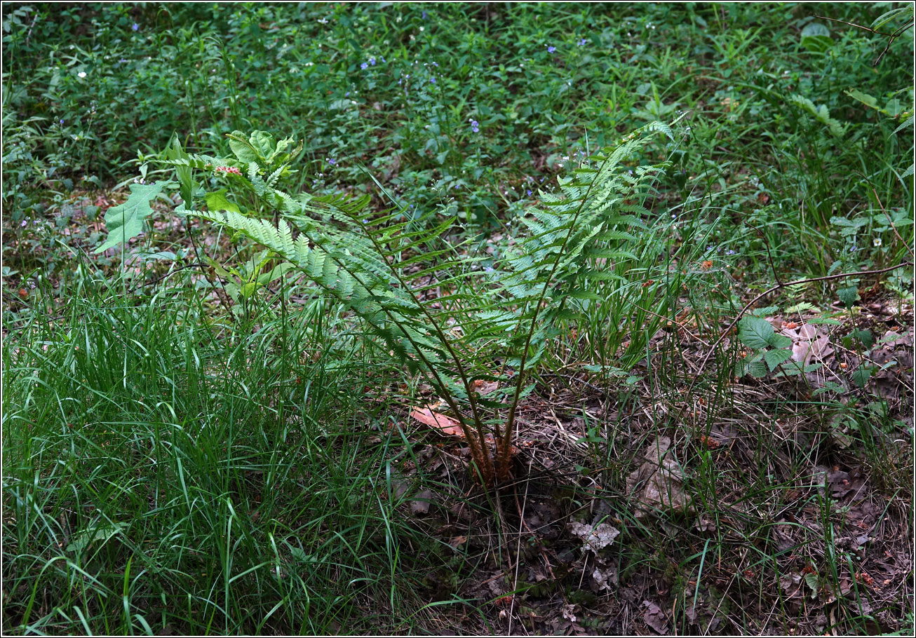Image of Dryopteris filix-mas specimen.