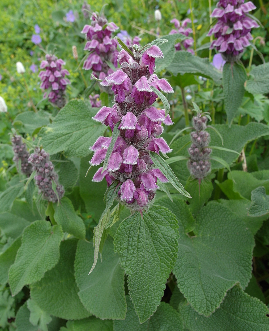 Image of Phlomoides oreophila specimen.