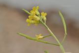 семейство Brassicaceae. Верхушка соплодия. Приморский край, Владивостокский ГО, о. Клыкова, задернованная береговая полоса. 16.09.2025.