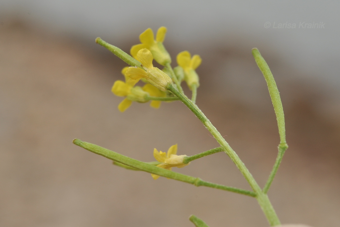 Изображение особи семейство Brassicaceae.