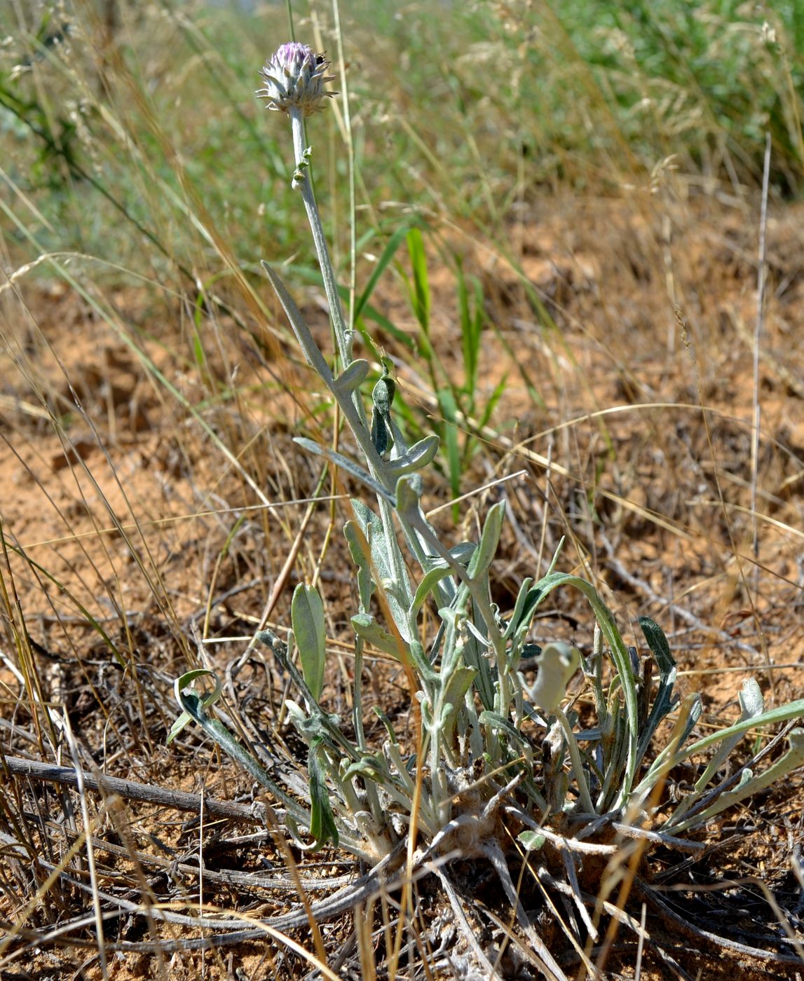 Image of Jurinea ewersmannii specimen.