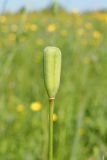 Fritillaria meleagroides. Плод-коробочка. Ульяновская обл., Новомалыклинский р-н, окр. с. Ст. Бесовка, дол. р. Б. Черемшан, местами поросший ивняком сыроватый луг. 28.05.2024.