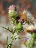 Cirsium vulgare. Часть верхушки отцветающего и плодоносящего растения. Республика Молдова, муниципалитет Кишинёв, г. Кодру, частная усадьба. 15 августа 2025 г.