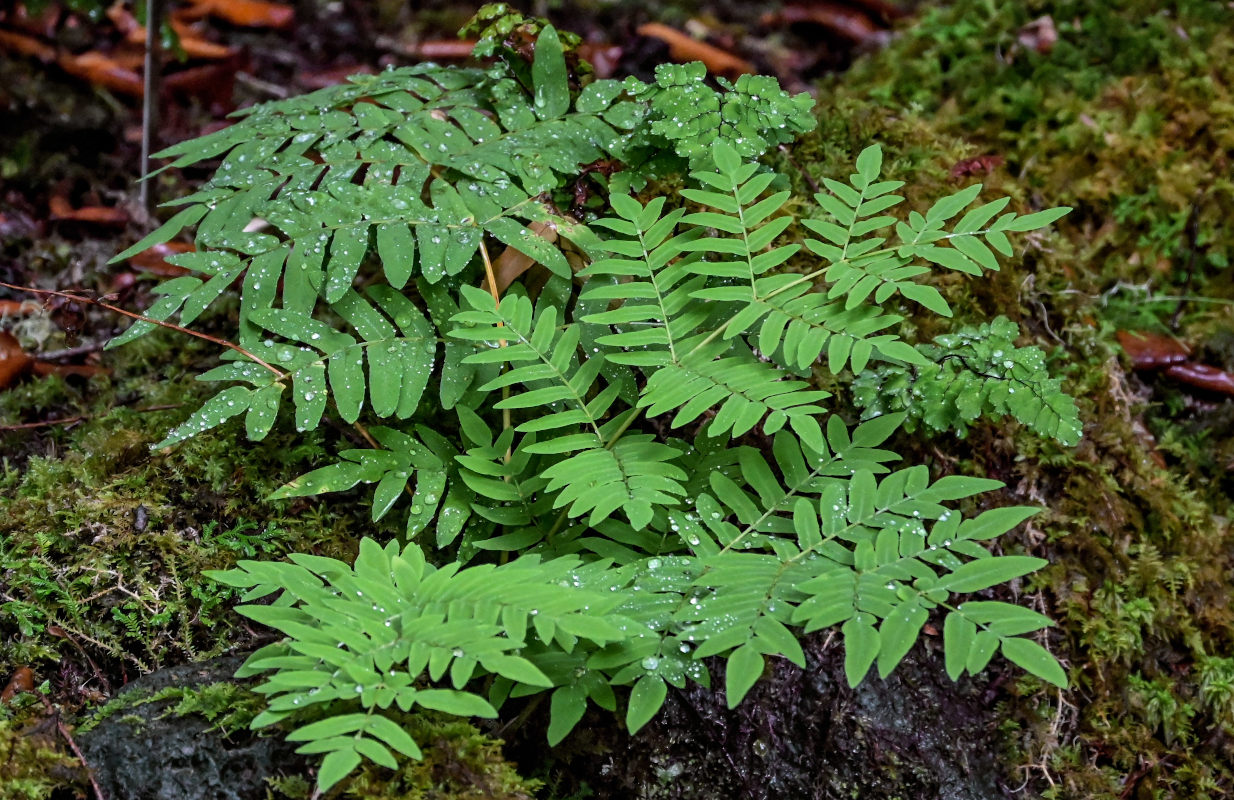Image of Osmunda japonica specimen.
