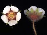 Potentilla micrantha