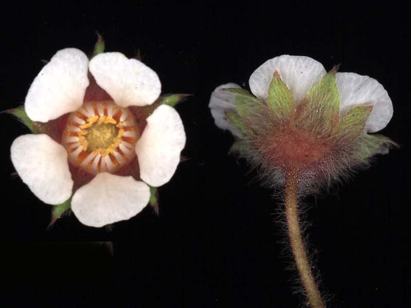 Image of Potentilla micrantha specimen.
