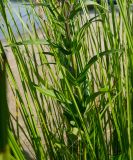 Lythrum salicaria. Средняя часть побега среди листьев осок (Carex) и злаков. Карелия, Медвежьегорский р-н, Повенецкое городское поселение, окр. СТ \"Пигматка\", берег Повенецкого залива Онежского озера, песчаный пляж. 28 июля 2025 г.