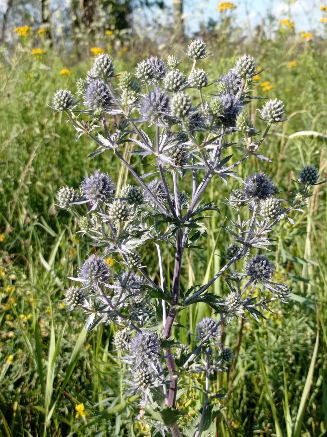 Image of Eryngium planum specimen.