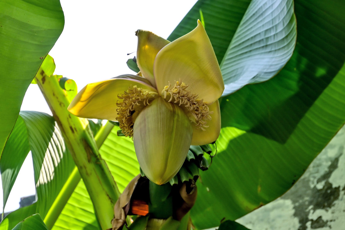 Изображение особи Musa basjoo.