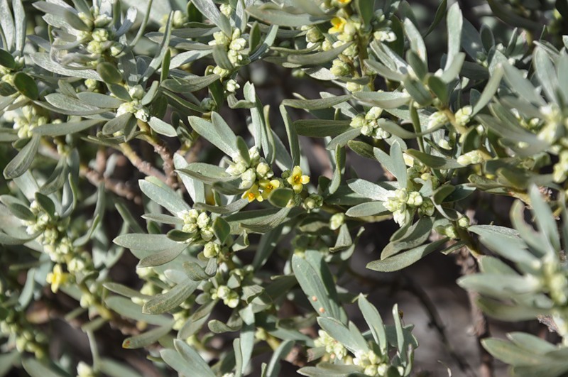 Image of Thymelaea tartonraira specimen.