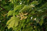 Acer platanoides