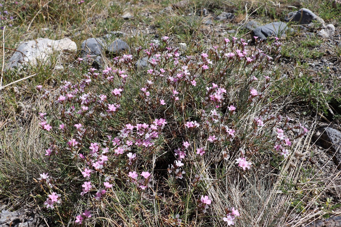 Image of Acantholimon alberti specimen.