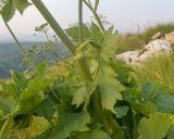 Heracleum ponticum. Часть стебля с листовым влагалищем, листьями и основанием бокового побега. Карачаево-Черкесия, Малокарачаевский р-н, гора Малый Бермамыт, ≈ 2400 н.у.м., частично задернованная крупнокаменистая осыпь. 01.08.2025.