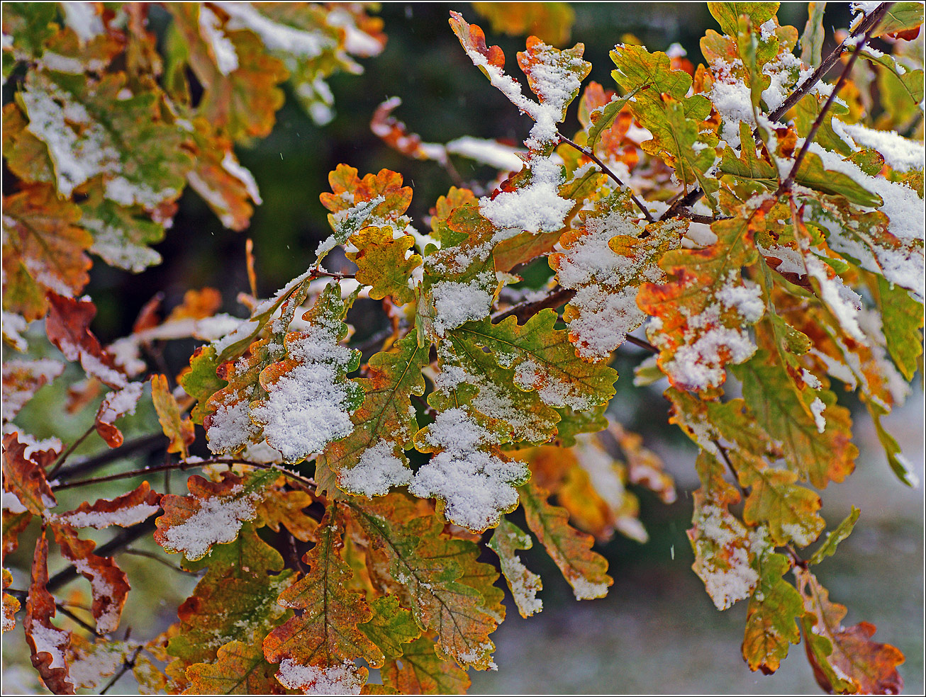 Изображение особи Quercus robur.