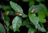 Cotoneaster lucidus. Верхушка ветви с распускающимися и отцветающими соцветиями. Китай, пров. Шэньси, национальный парк \"Хуашань\", ≈ 2000 м н.у.м., опушка смешанного леса. 02.06.2025.