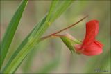 Lathyrus sphaericus