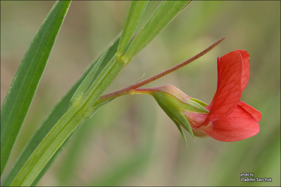 Изображение особи Lathyrus sphaericus.