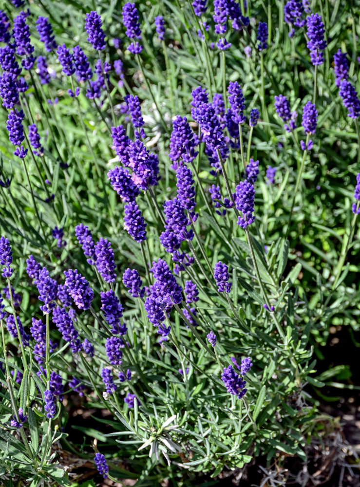 Image of Lavandula angustifolia specimen.