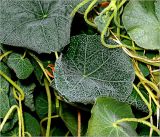 Изображение особи. Автор - Виталий Гуменюк