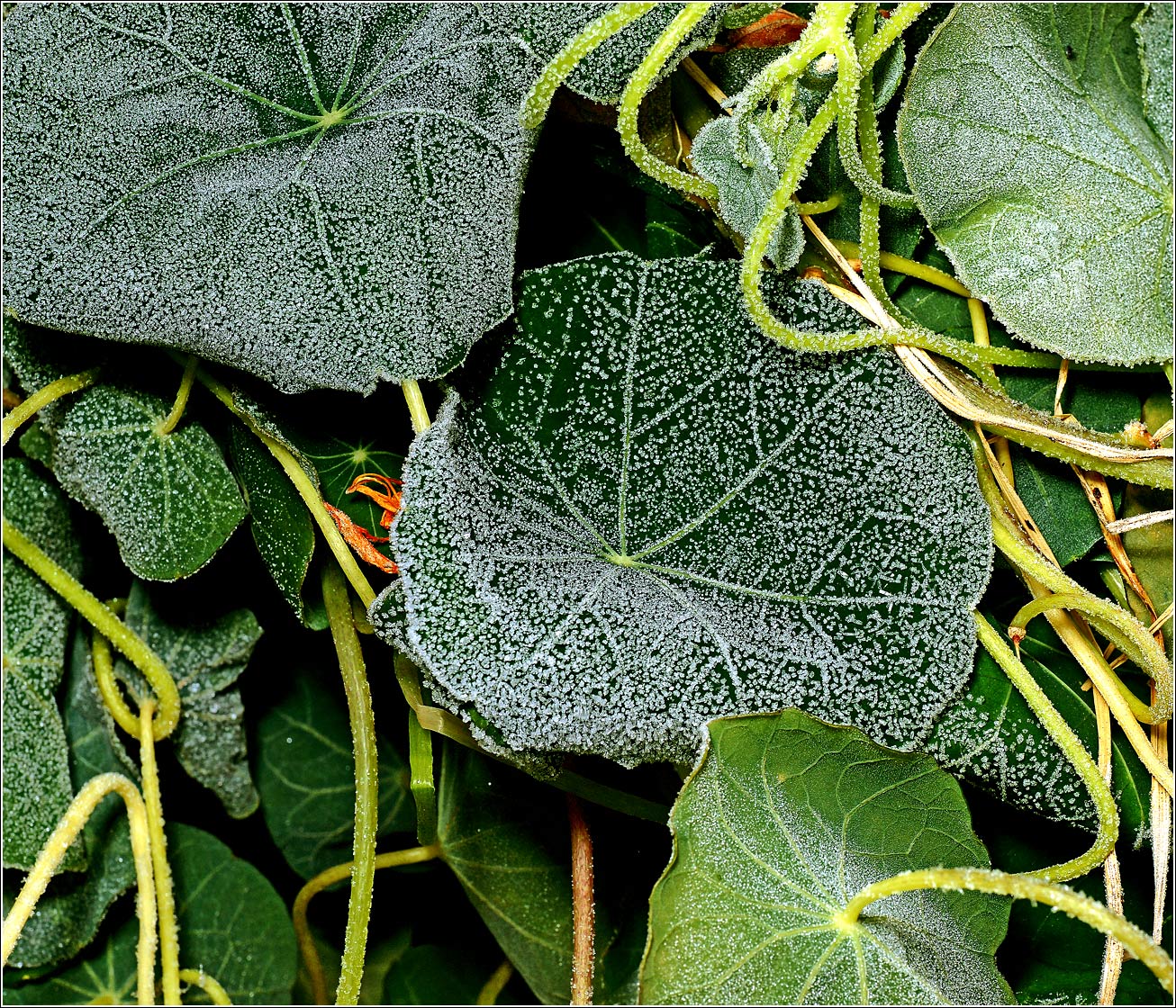 Изображение особи Tropaeolum majus.