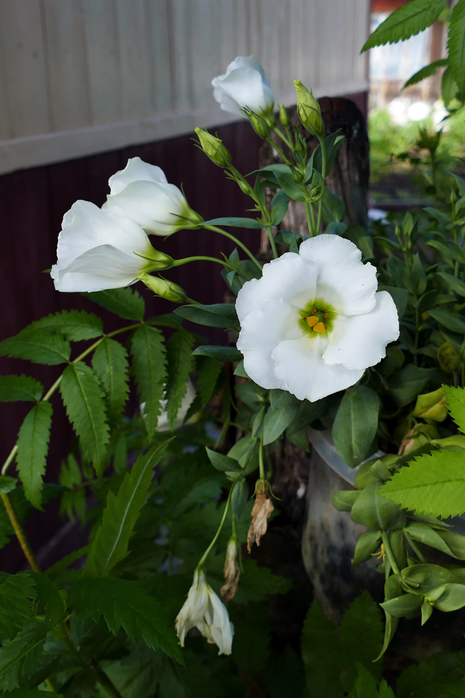 Image of Eustoma grandiflorum specimen.