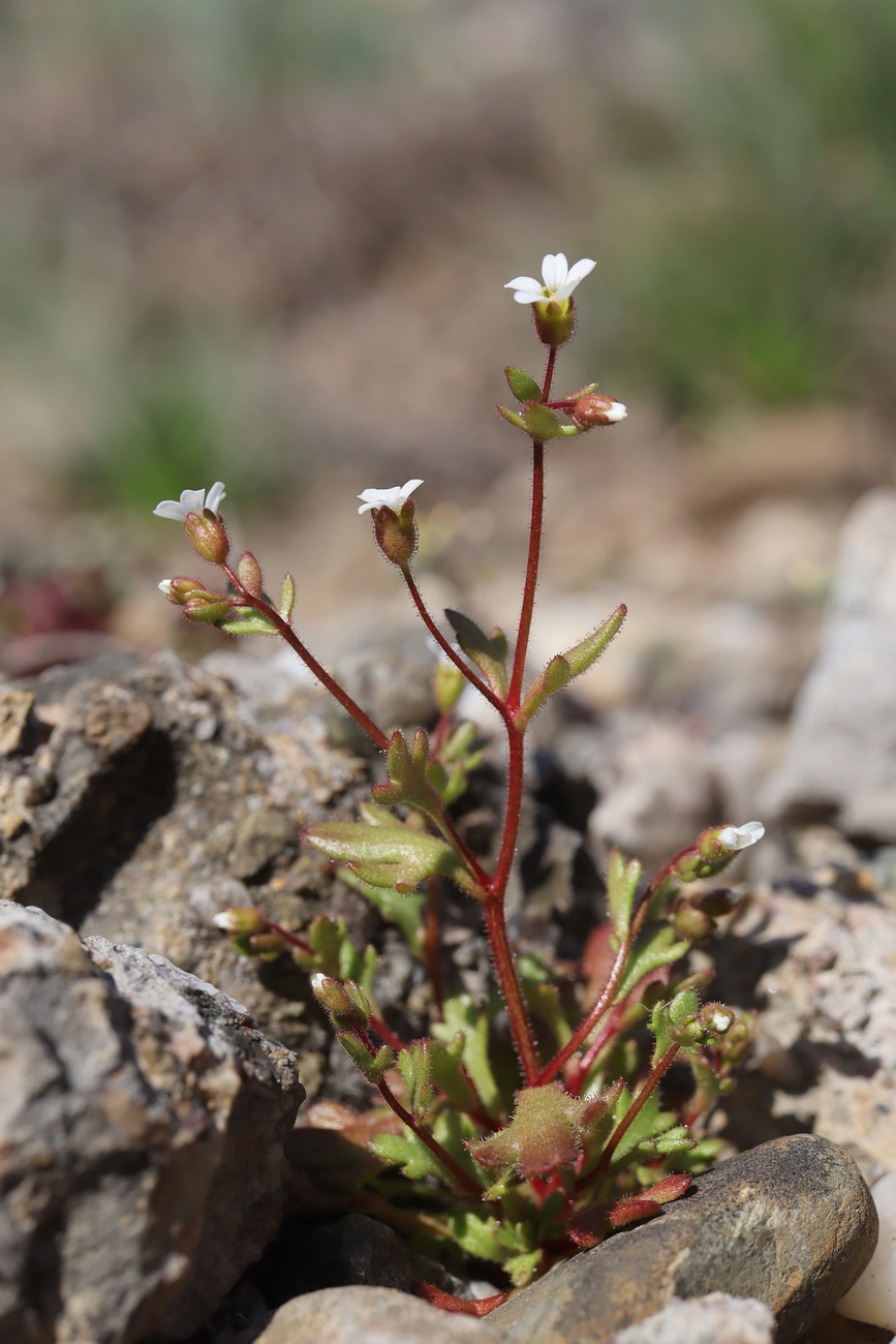 Изображение особи Saxifraga tridactylites.
