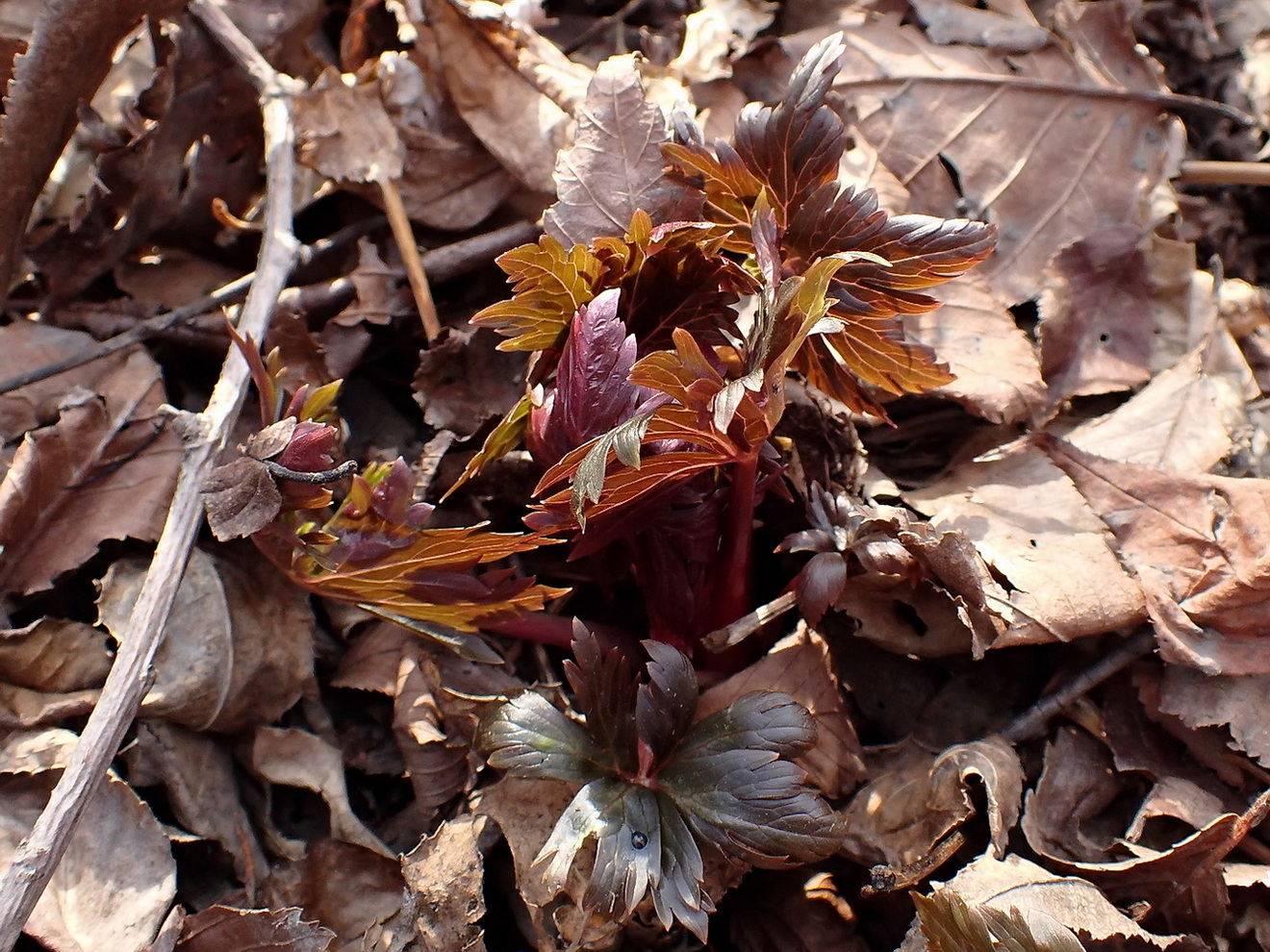 Image of Anemone amurensis specimen.