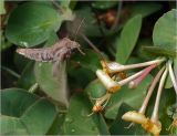 Lonicera caprifolium. Часть соцветия с питающейся бабочкой бражником Hyloicus pinastri (ночная съемка, вспышка). Московская обл., Раменский р-н, окр. дер. Хрипань, садовый участок. 06.06.2012.