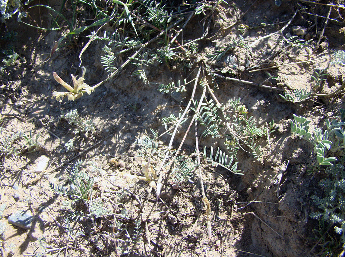 Изображение особи Astragalus karkarensis.