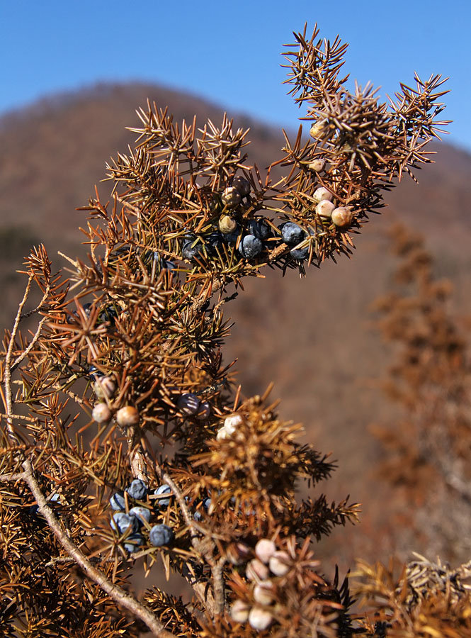 Image of Juniperus rigida specimen.