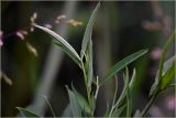 Lathyrus pratensis. Верхушка побега. Московская обл., Раменский р-н, окр. дер. Хрипань, садовый участок. 16.06.2026.