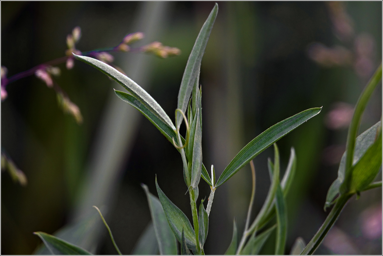 Image of Lathyrus pratensis specimen.