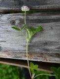 род Trifolium