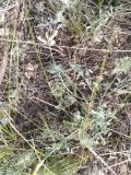 Astragalus storozhevae. Цветущее растение. Казахстан, Актюбинская обл., г. Актобе, окр. жилого массива \"Беккул баба\", северный холм Омырау, склон сев. экспозиции, полынково-типчаково-ковылковая степь на каменистых почвах. 05.06.2026.
