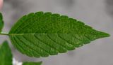 genus Galeopsis