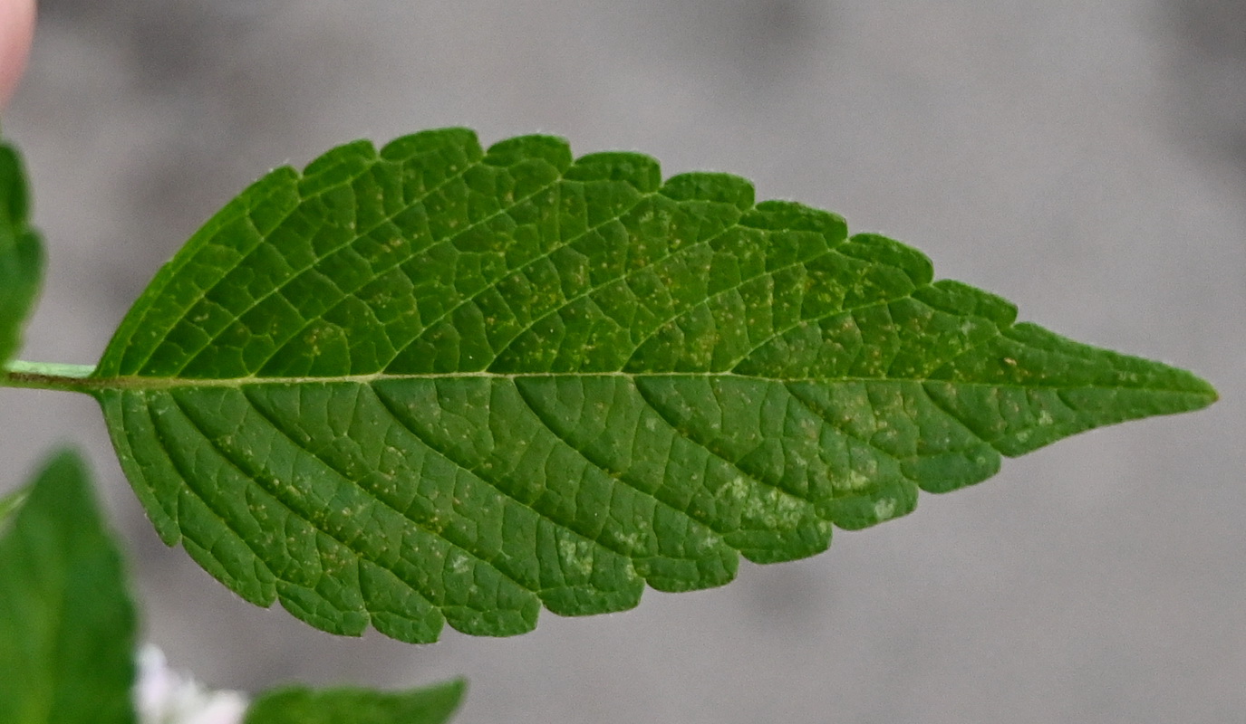 Image of Galeopsis bifida specimen.