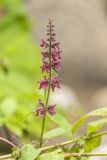 Stachys sylvatica